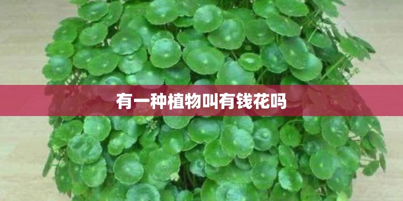 有一种植物叫有钱花吗 有一种植物叫有钱花吗