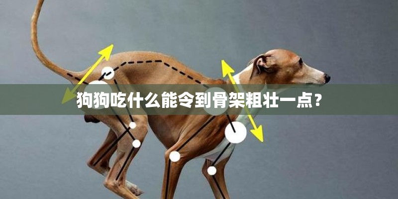 狗狗吃什么能令到骨架粗壮一点？
