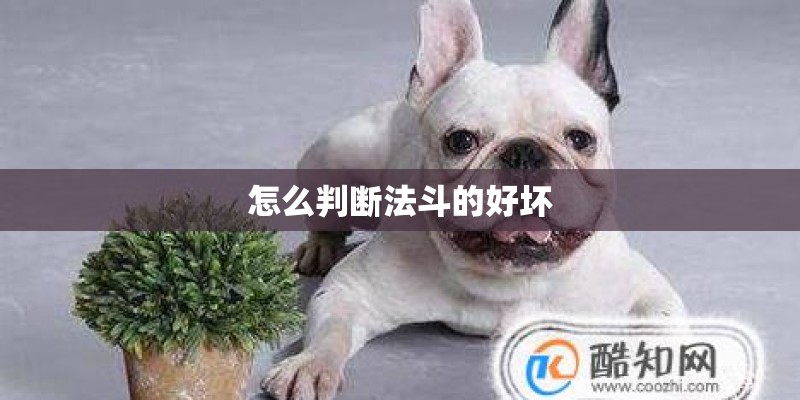怎么判断法斗的好坏