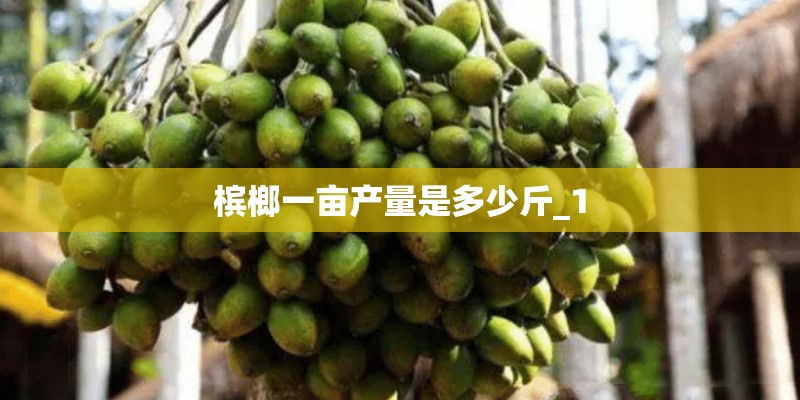 槟榔一亩产量是多少斤_1