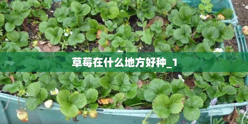 草莓在什么地方好种_1