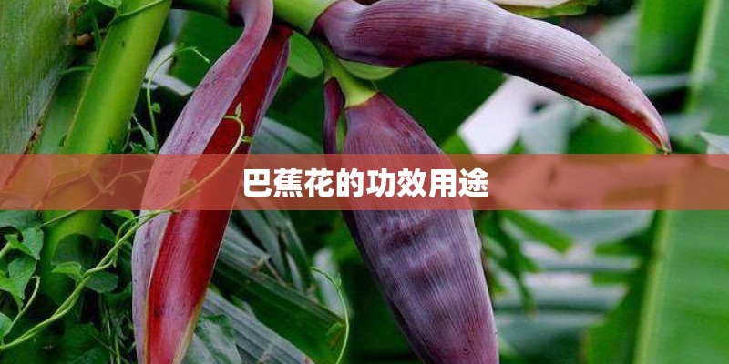 巴蕉花的功效用途 巴蕉花的功效用途