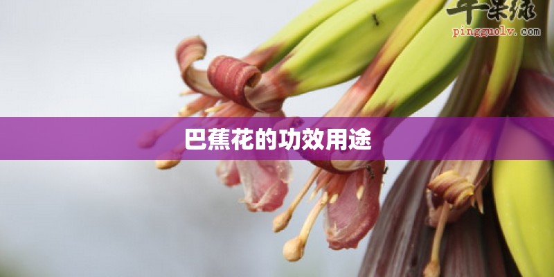 巴蕉花的功效用途 巴蕉花的功效用途