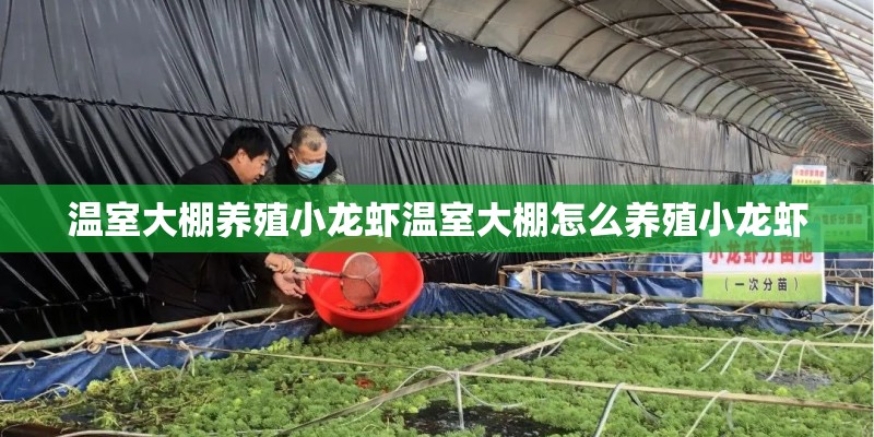 温室大棚养殖小龙虾温室大棚怎么养殖小龙虾