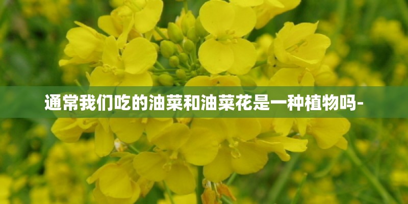 通常我们吃的油菜和油菜花是一种植物吗- 通常我们吃的油菜和油菜花是一种植物吗-