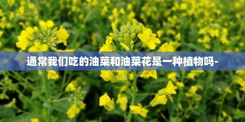 通常我们吃的油菜和油菜花是一种植物吗- 通常我们吃的油菜和油菜花是一种植物吗-