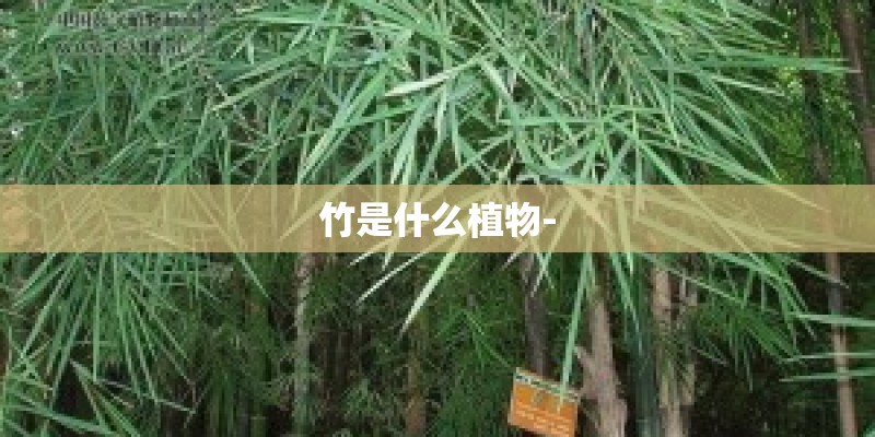 竹是什么植物-