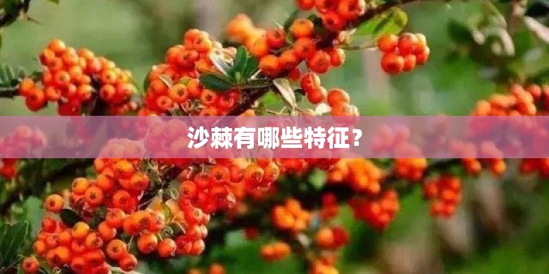 沙棘有哪些特征? 沙棘有哪些特征?
