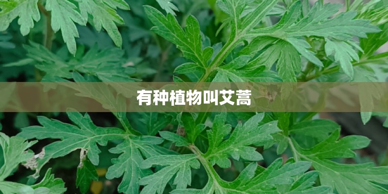 有种植物叫艾蒿 有种植物叫艾蒿