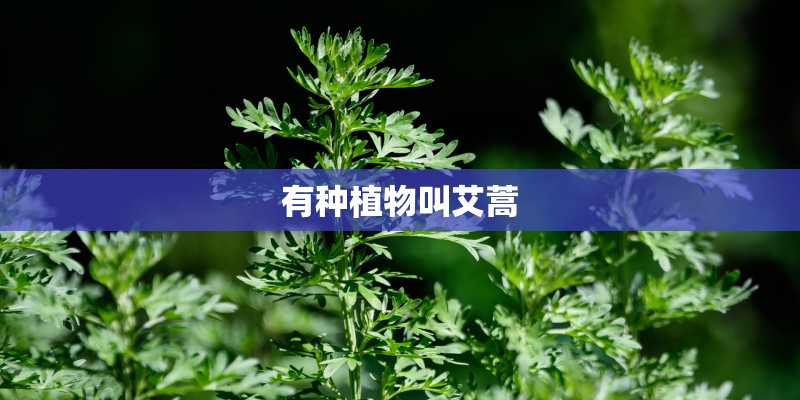 有种植物叫艾蒿 有种植物叫艾蒿