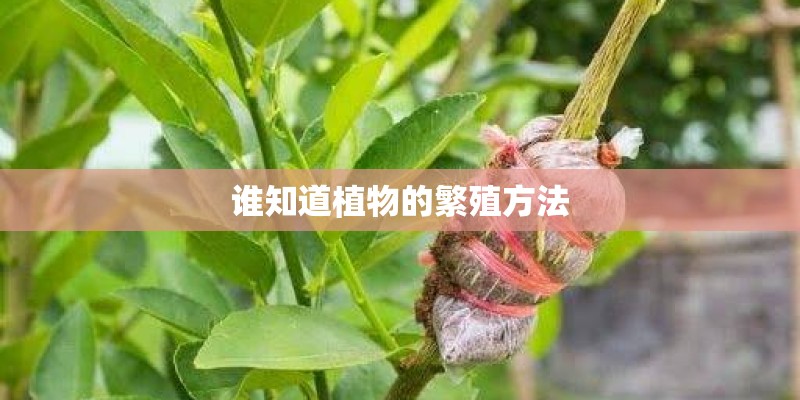 谁知道植物的繁殖方法