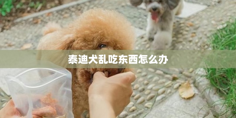 泰迪犬乱吃东西怎么办 泰迪犬乱吃东西怎么办