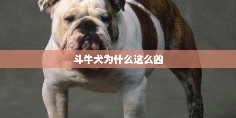 斗牛犬为什么这么凶