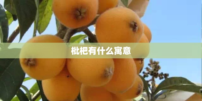 枇杷有什么寓意