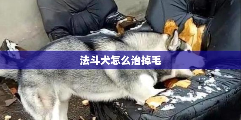 法斗犬怎么治掉毛