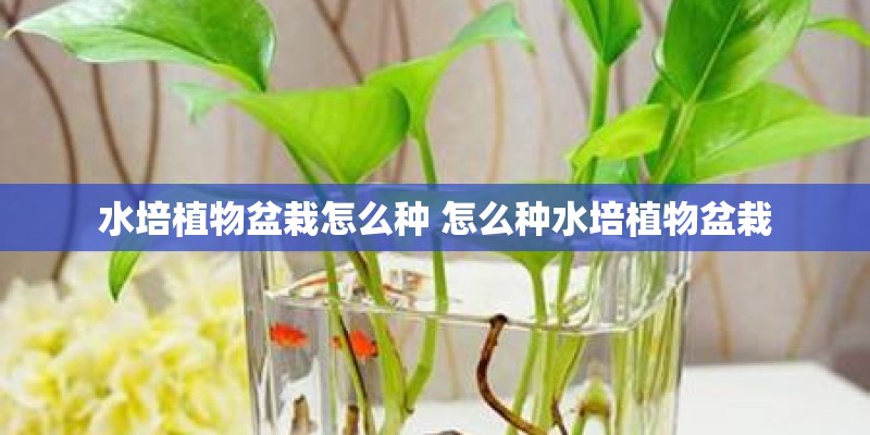 水培植物盆栽怎么种 怎么种水培植物盆栽