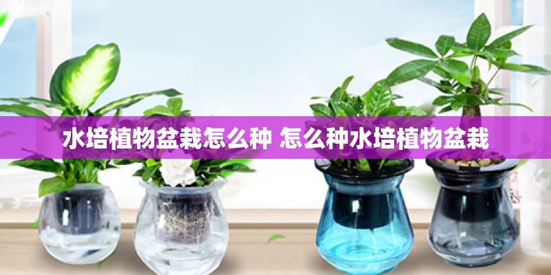 水培植物盆栽怎么种 怎么种水培植物盆栽