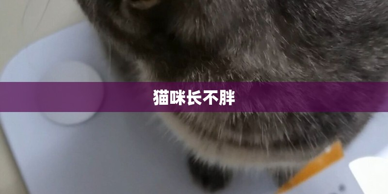 猫咪长不胖