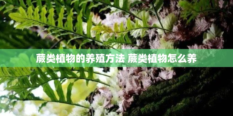 蕨类植物的养殖方法 蕨类植物怎么养