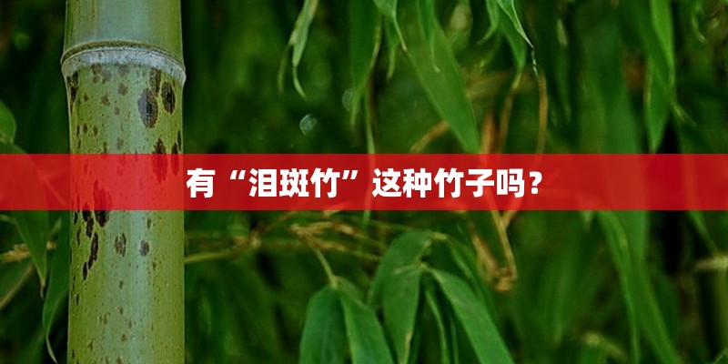 有“泪斑竹”这种竹子吗？