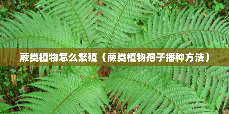 蕨类植物怎么繁殖（蕨类植物孢子播种方法）