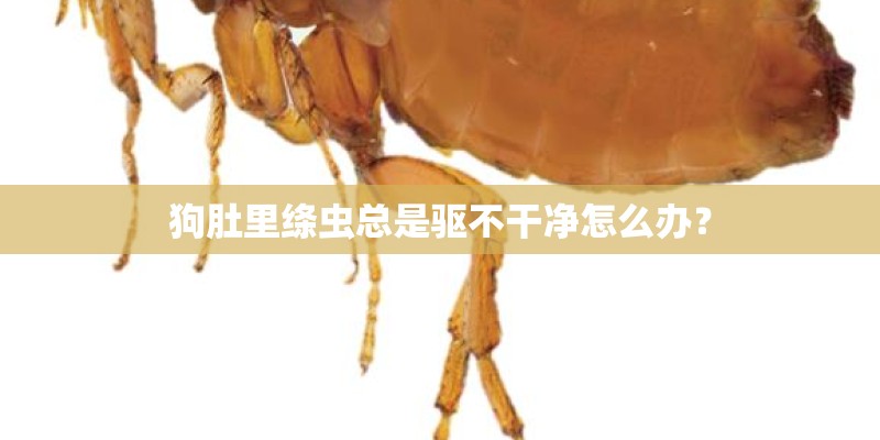 狗肚里绦虫总是驱不干净怎么办? 狗肚里绦虫总是驱不干净怎么办?