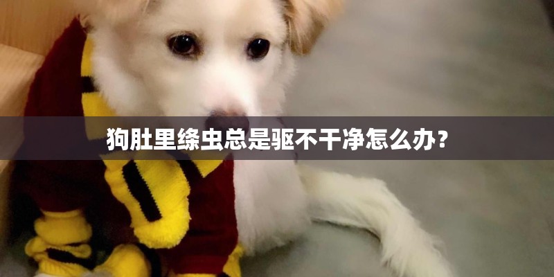 狗肚里绦虫总是驱不干净怎么办? 狗肚里绦虫总是驱不干净怎么办?
