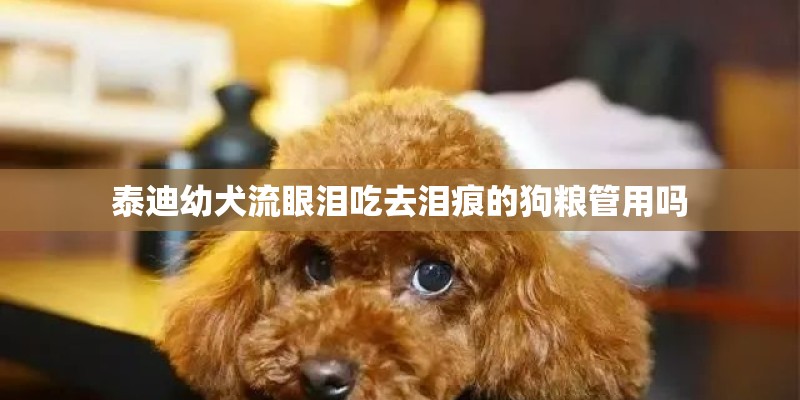 泰迪幼犬流眼泪吃去泪痕的狗粮管用吗 泰迪幼犬流眼泪吃去泪痕的狗粮管用吗