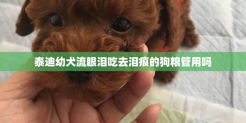 泰迪幼犬流眼泪吃去泪痕的狗粮管用吗 泰迪幼犬流眼泪吃去泪痕的狗粮管用吗