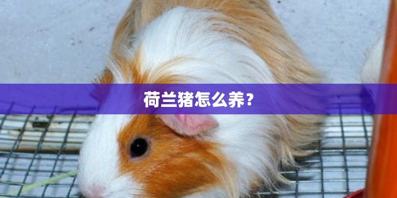 荷兰猪怎么养？