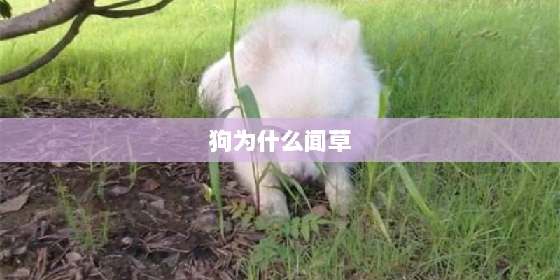 狗为什么闻草