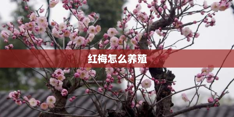 红梅怎么养殖