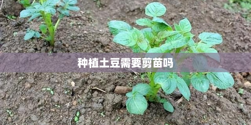 种植土豆需要剪苗吗