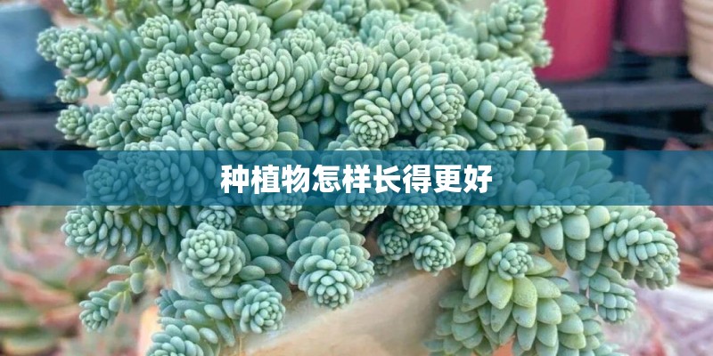种植物怎样长得更好