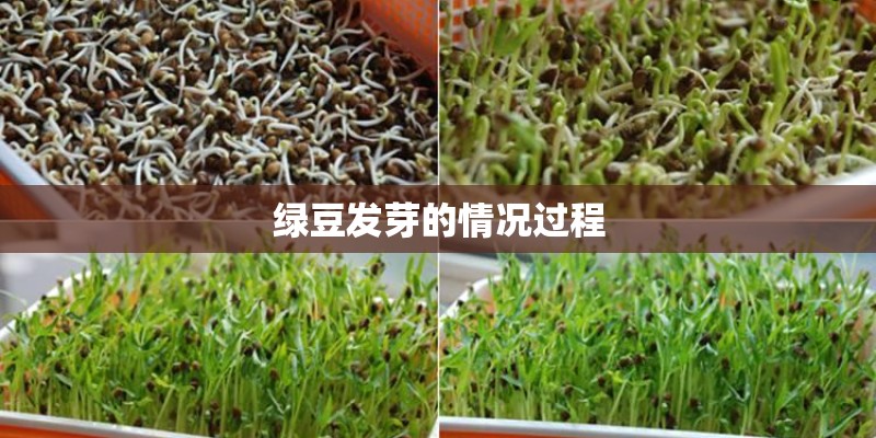 绿豆发芽的情况过程