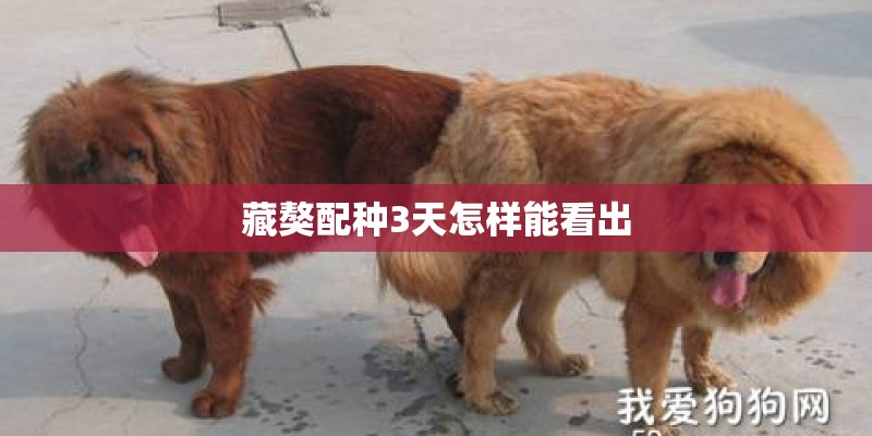 藏獒配种3天怎样能看出