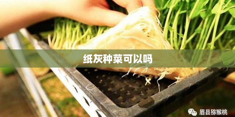 纸灰种菜可以吗
