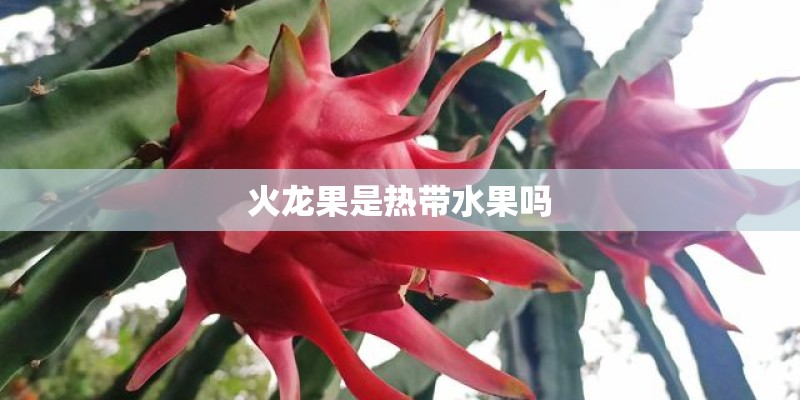 火龙果是热带水果吗