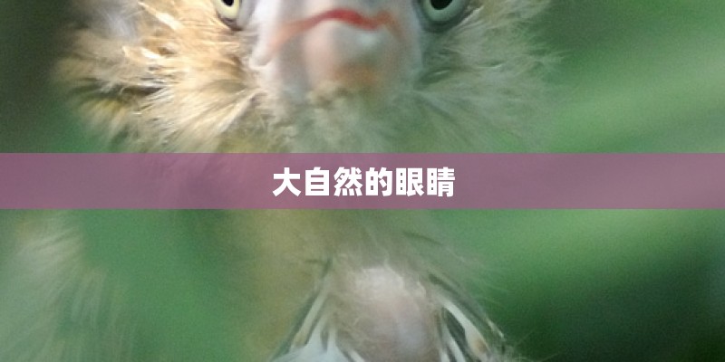 大自然的眼睛