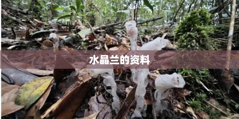 水晶兰的资料
