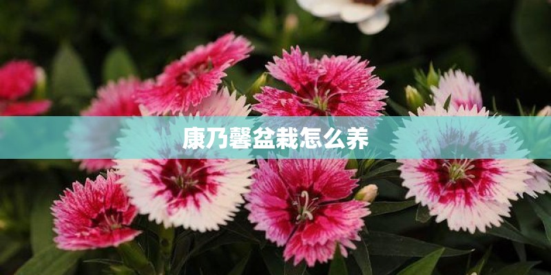 招联金融怎么还款？