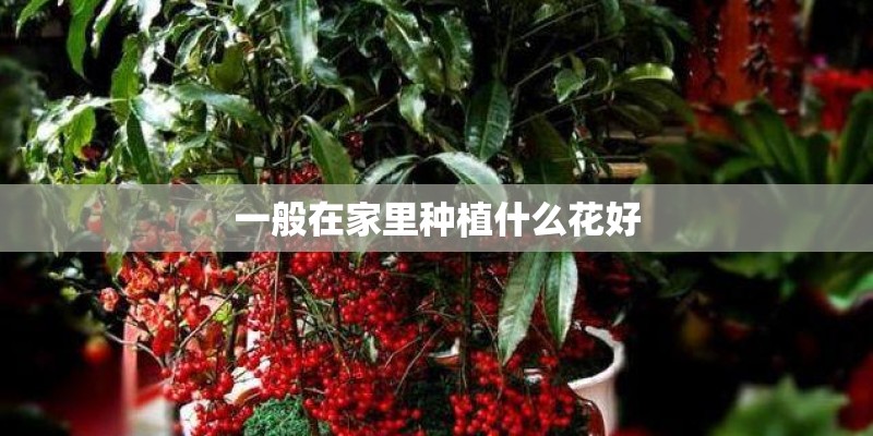 一般在家里种植什么花好