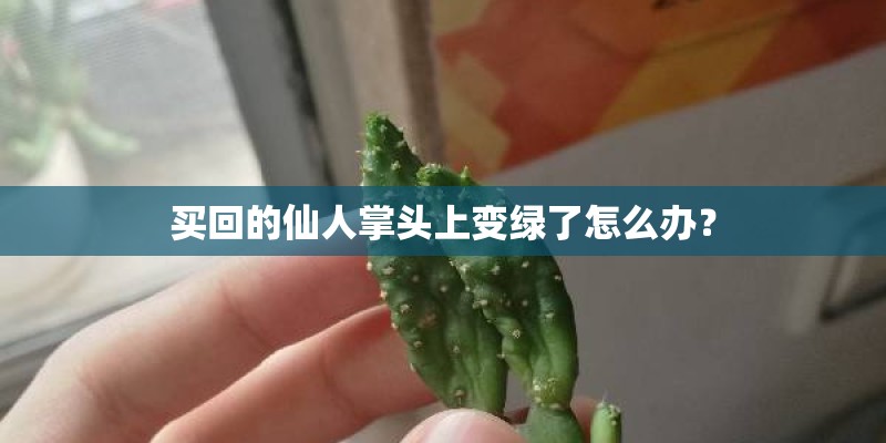 净化空气吸甲醛最好的植物排名