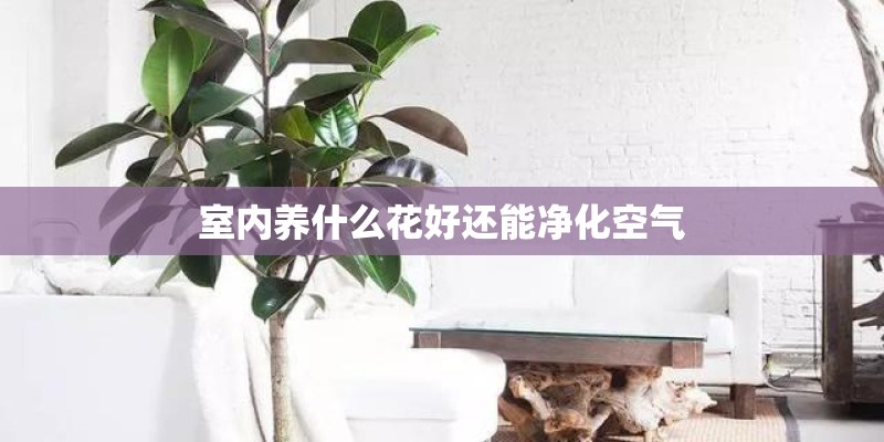室内养什么花好还能净化空气 室内养什么花好还能净化空气