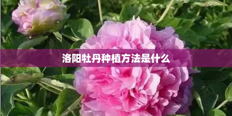 洛阳牡丹种植方法是什么