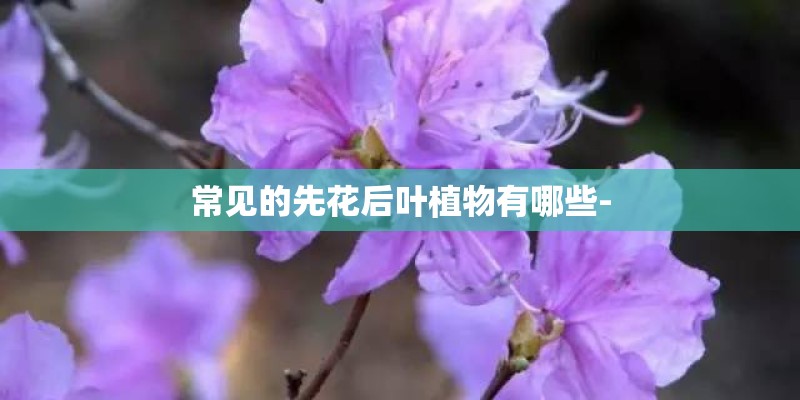 常见的先花后叶植物有哪些-
