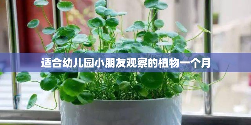 适合幼儿园小朋友观察的植物一个月