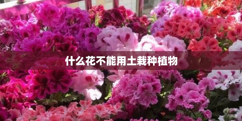 什么花不能用土栽种植物 什么花不能用土栽种植物