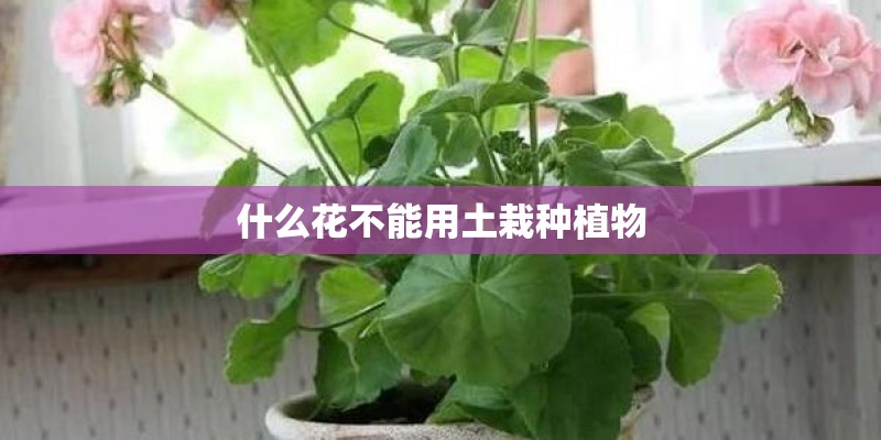 什么花不能用土栽种植物 什么花不能用土栽种植物