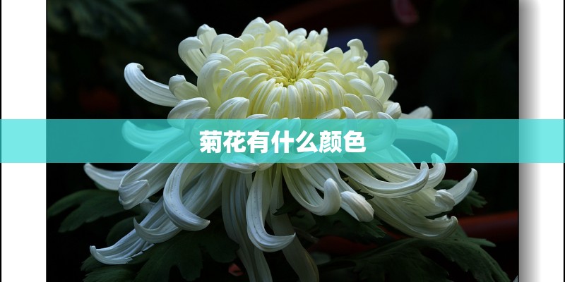 菊花有什么颜色